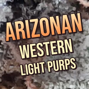 Arizonan Western Light Purps Cannabis Strain