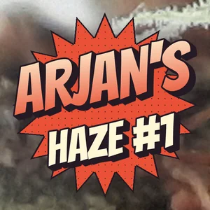 Arjan's Haze #1 Cannabis Strain