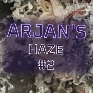 Arjan's Haze #2 Cannabis Strain