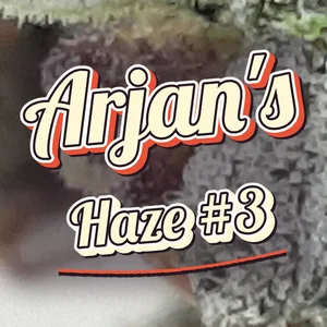Arjan's Haze #3 Cannabis Strain