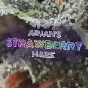 Arjan's Strawberry Haze Cannabis Strain