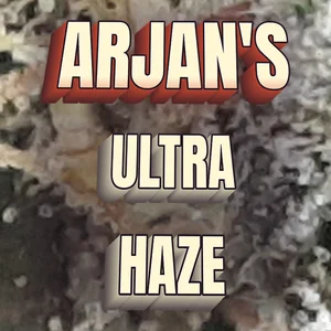 Arjan's Ultra Haze Cannabis Strain
