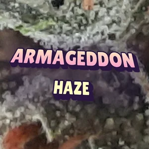 Armageddon Haze Cannabis Strain