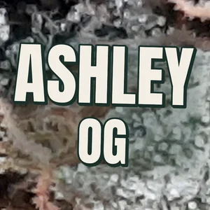 Ashley OG Cannabis Strain