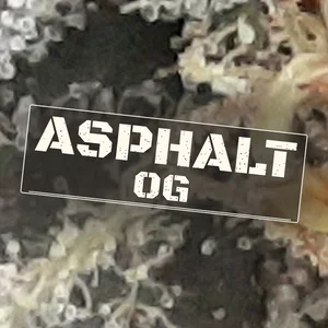 Asphalt OG Cannabis Strain