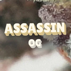 Assassin OG Cannabis Strain