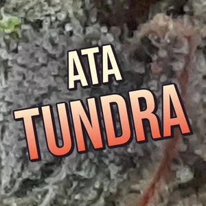 Ata Tundra Cannabis Strain
