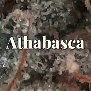 Athabasca Cannabis Strain
