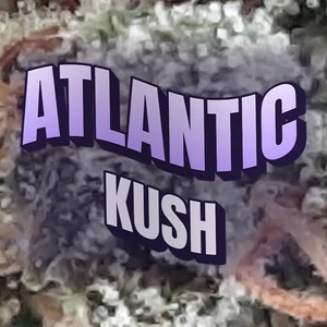 Atlantic Kush Cannabis Strain