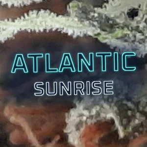 Atlantic Sunrise Cannabis Strain