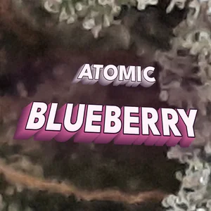 Atomic Blueberry Cannabis Strain