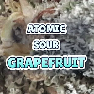Atomic Sour Grapefruit Cannabis Strain