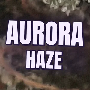 Aurora Haze Cannabis Strain