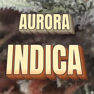 Aurora Indica Cannabis Strain