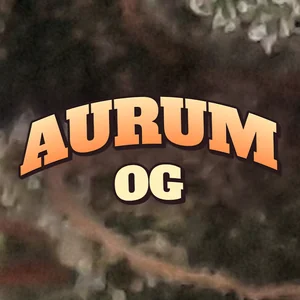 Aurum OG Cannabis Strain