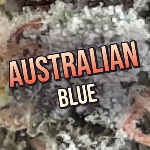 Australian Blue Cannabis Strain