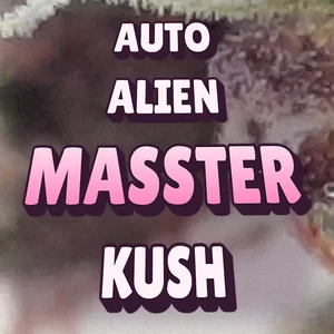 Auto Alien Masster Kush Cannabis Strain
