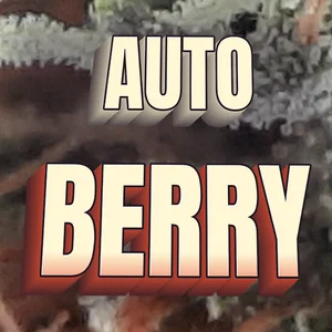 Auto Berry Cannabis Strain