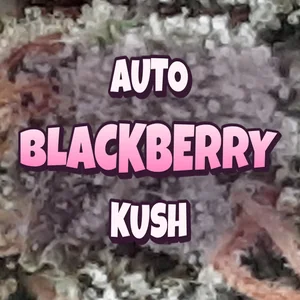 Auto Blackberry Kush Cannabis Strain