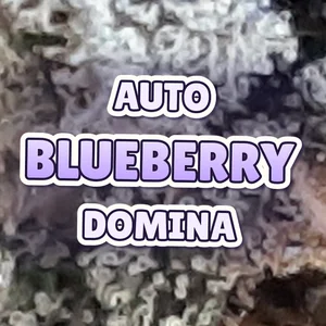 Auto Blueberry Domina Cannabis Strain