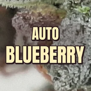 Auto Blueberry Cannabis Strain