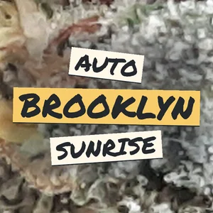 Auto Brooklyn Sunrise Cannabis Strain