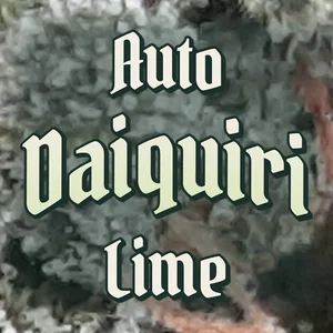 Auto Daiquiri Lime Cannabis Strain
