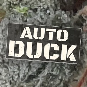 Auto Duck Cannabis Strain