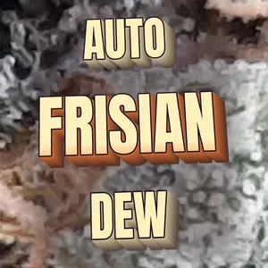 Auto Frisian Dew Cannabis Strain