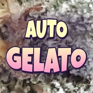 Auto Gelato Cannabis Strain