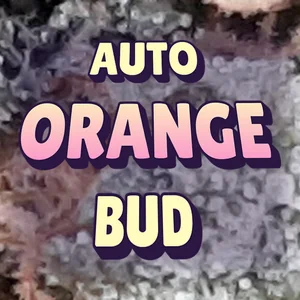 Auto Orange Bud Cannabis Strain