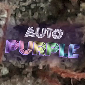 Auto Purple Cannabis Strain