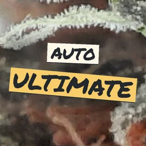 Auto Ultimate Cannabis Strain