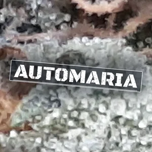 Automaria Cannabis Strain