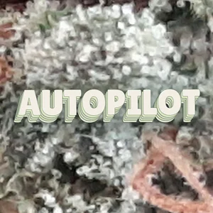 Autopilot Cannabis Strain