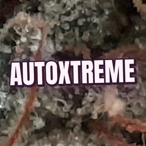 AutoXtreme Cannabis Strain