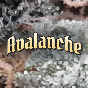 Avalanche Cannabis Strain