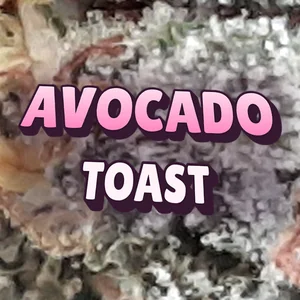 Avocado Toast Cannabis Strain