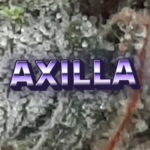 Axilla Cannabis Strain