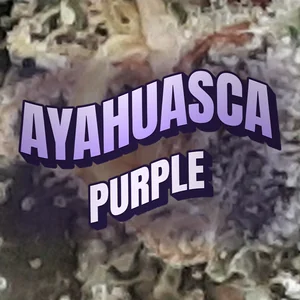 Ayahuasca Purple Cannabis Strain