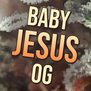 Baby Jesus OG Cannabis Strain