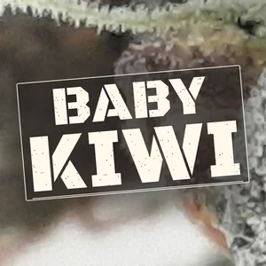 Baby Kiwi Cannabis Strain