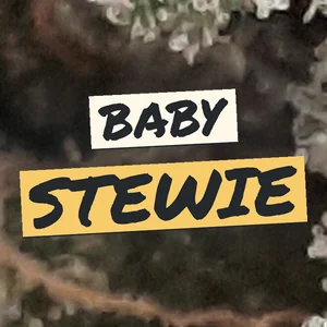 Baby Stewie Cannabis Strain