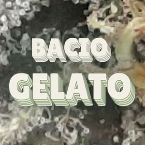 Bacio Gelato Cannabis Strain