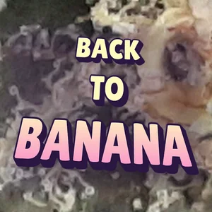 Back to Banana Cannabis Strain