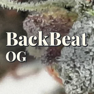 BackBeat OG Cannabis Strain