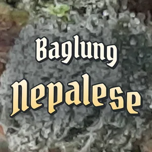 Baglung Nepalese Cannabis Strain