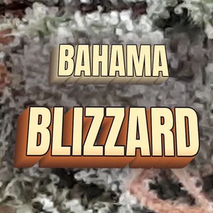 Bahama Blizzard Cannabis Strain