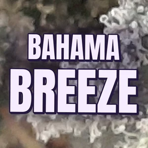 Bahama Breeze Cannabis Strain