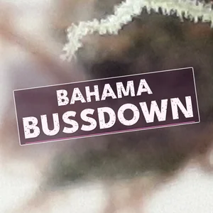 Bahama Bussdown Cannabis Strain